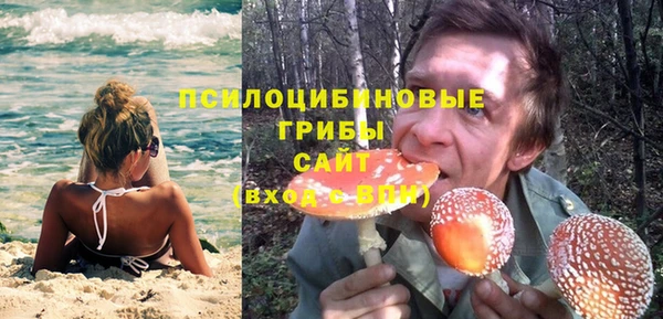 хмурый Аркадак